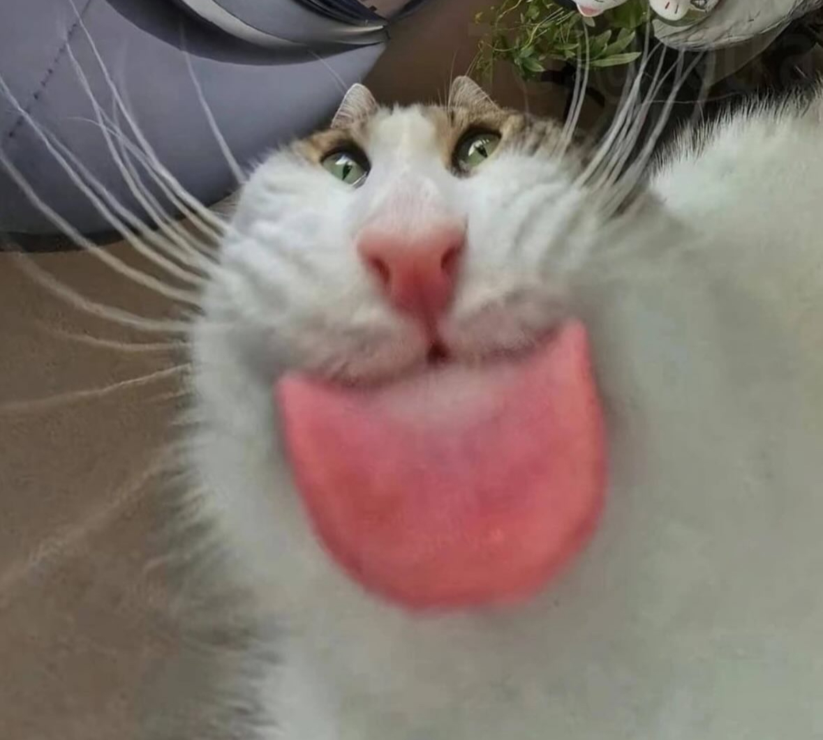 funyn cat tongue